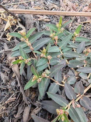Euphorbia kerstingii