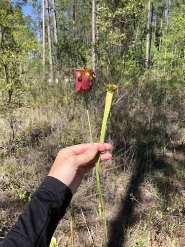 Sarracenia alabamensis ssp. wherryi