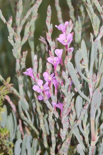 Limoniastrum monopetalum