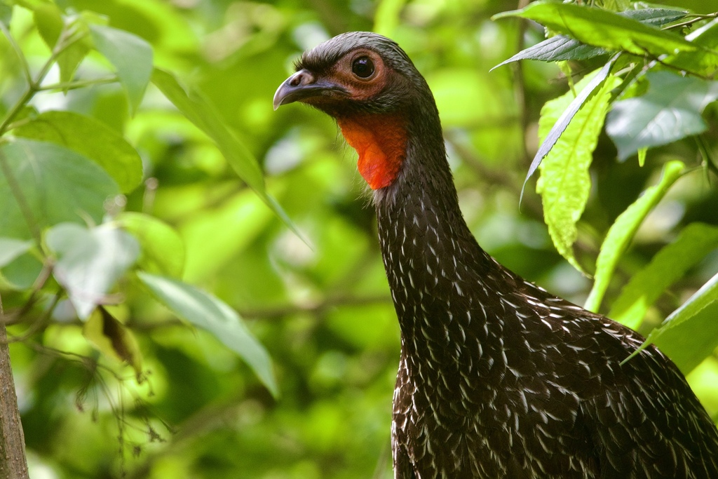 Red-faced Guan photo