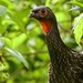 Red-faced Guan - Photo (c) Dimitris Salas, all rights reserved, uploaded by Dimitris Salas