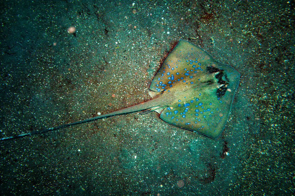 Bluespotted Maskray From Soraya Point, Bali On 26 December, 2023 At 12: 