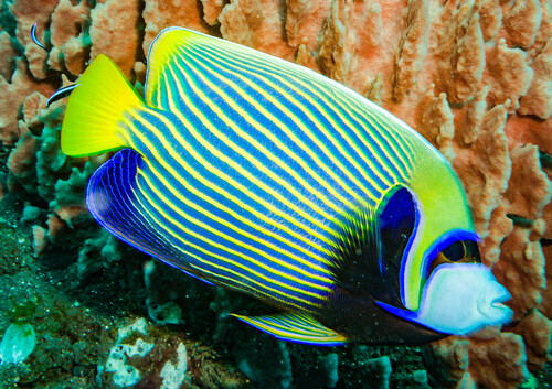 Emperor Angelfish