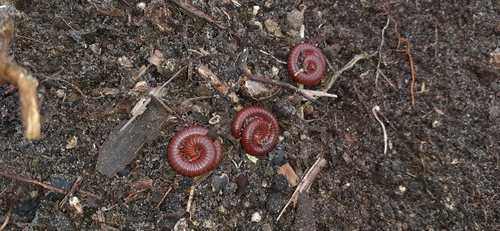 Rusty Millipede
