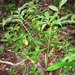 Xanthosoma helleborifolium - Photo (c) Brett M, todos los derechos reservados