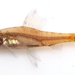 Odontocharacidium aphanes - Photo (c) Michael Tobler, all rights reserved, uploaded by Michael Tobler