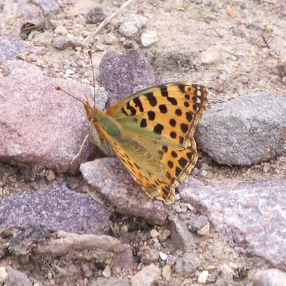 queen-of-spain-fritillary-from-mouen-mairie-14790-mouen-france-on