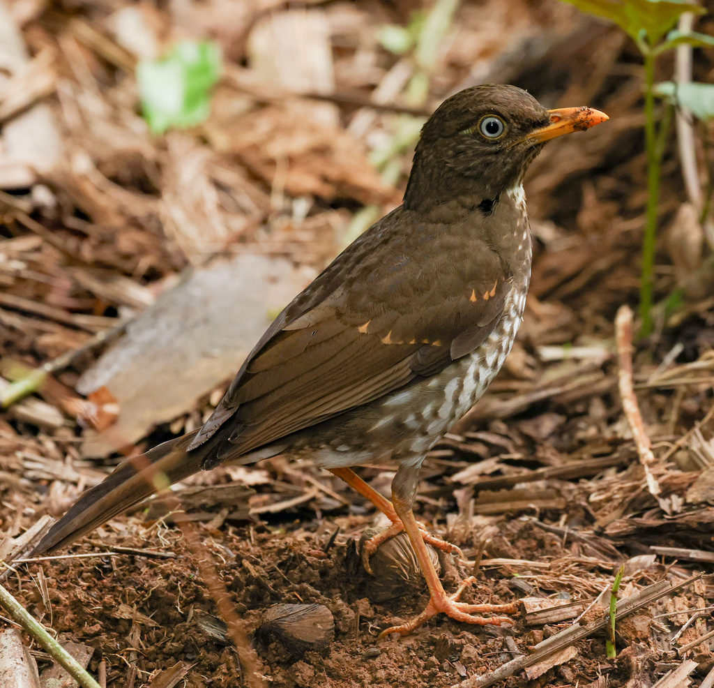 Principe Thrush photo