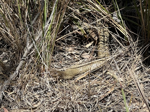 Blue-bellied Black Snake sighting