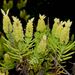 Lavandula viridis - Photo (c) Christian Langner, todos los derechos reservados, subido por Christian Langner