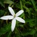 Star of Bethlehem - Photo (c) Brett M, all rights reserved, uploaded by Brett M