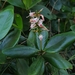Retiniphyllum kuhlmannii - Photo 由 João Arthur Rabello 所上傳的 (c) João Arthur Rabello，保留所有權利