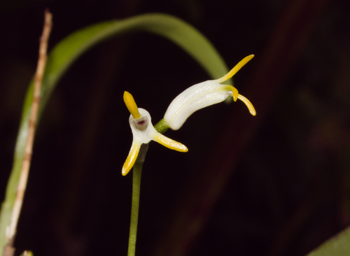 Chontalensis Orchid