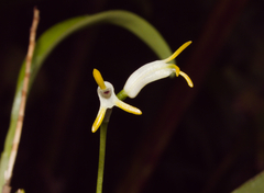 Masdevallia chontalensis image