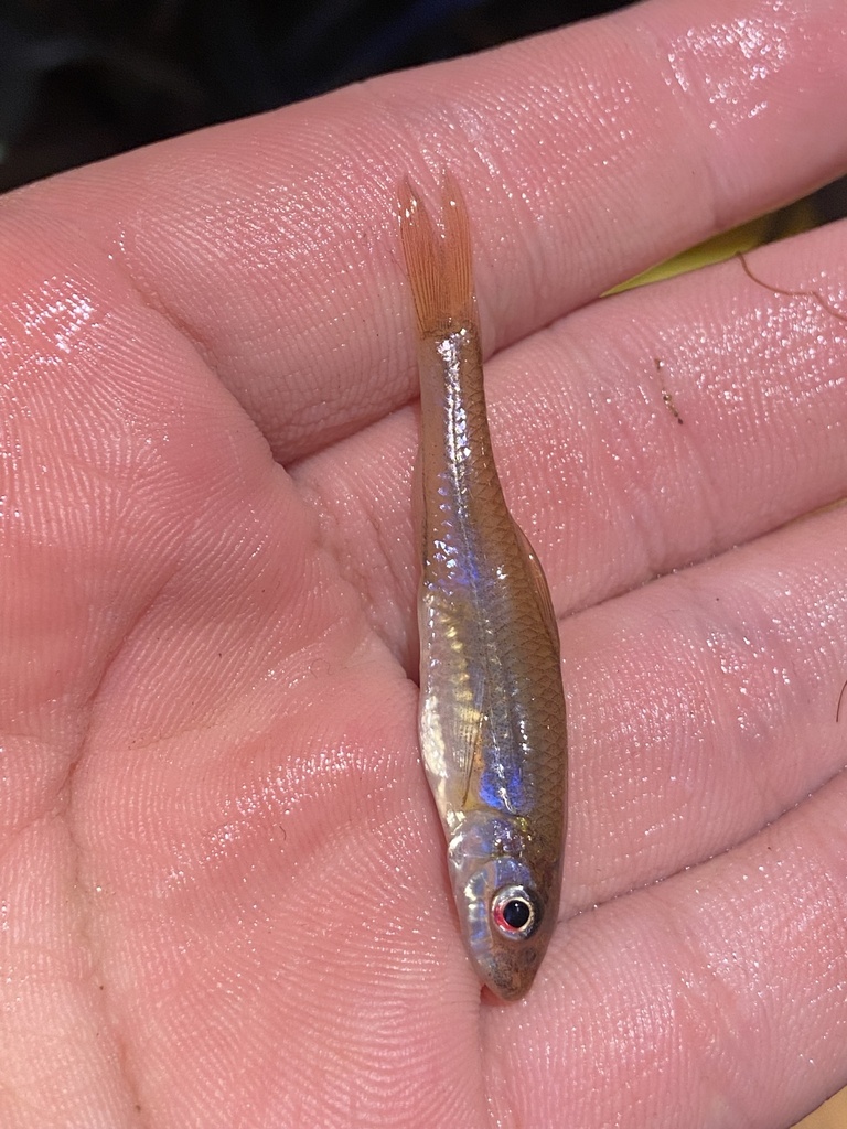 Silverjaw minnow in February 2024 by karyorelicta. @billhubick ...