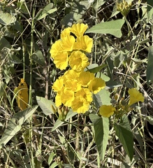 Camonea umbellata image