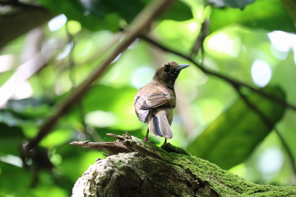Fatu Hiva Monarch (Pomarea whitneyi) photo