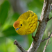 Cozumel Golden Warbler - Photo (c) Mason Maron, all rights reserved, uploaded by Mason Maron