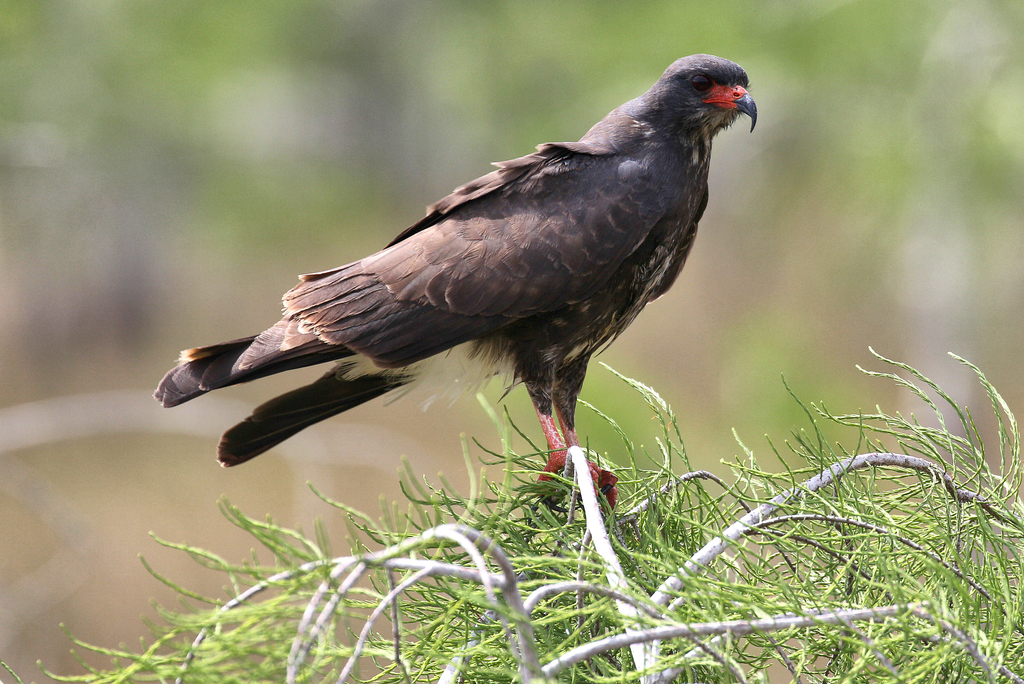 Snail Kite photo