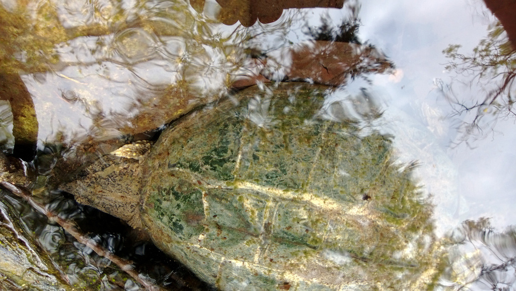 Common Snapping Turtle from Travis, Texas, United States on April 15 ...