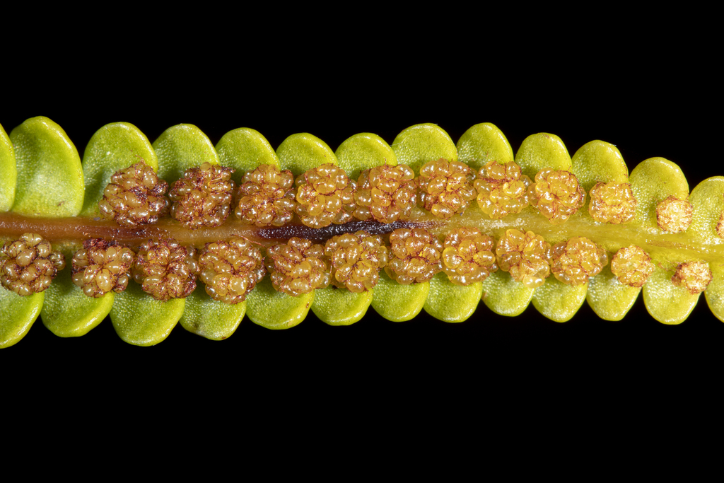 Stromatopteris moniliformis from Yate, New Caledonia on January 25 ...