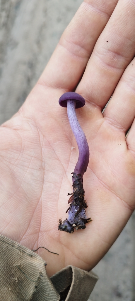 Amethyst Deceiver from União das freguesias de Romãs, Decermilo e Vila