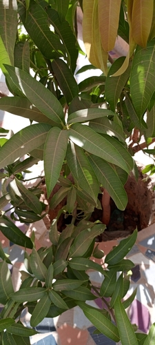 Indian mango