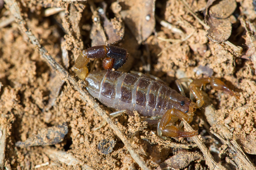 Butheoloides