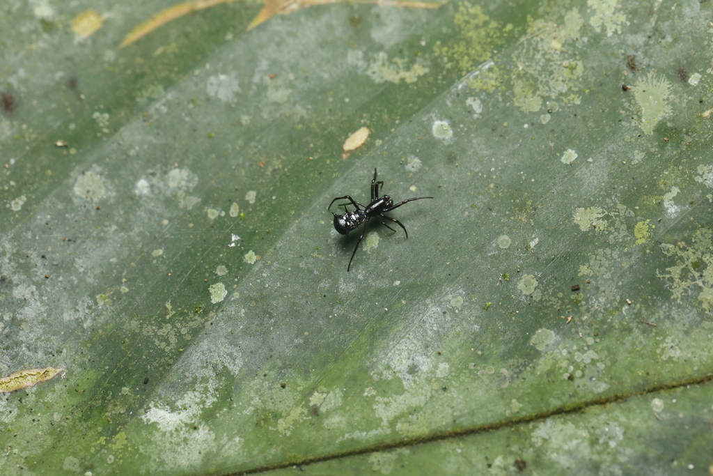 Micrathena Spiders from Saül 97314, Guyane française on January 13 ...