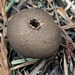 Umber-brown Puffball - Photo (c) panadora, all rights reserved, uploaded by panadora