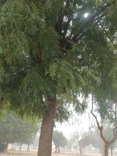 Neem