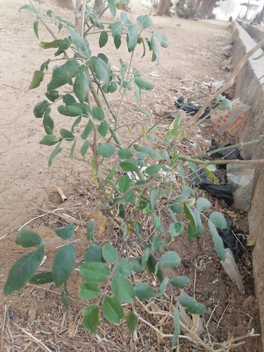 Coffee Senna