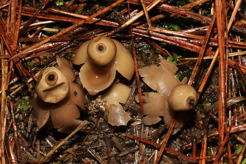 Geastrum (Photo 3 of 5)