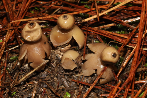 Geastrum