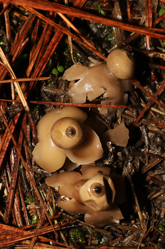 Geastrum (Photo 2 of 5)