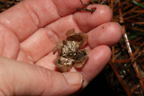 Geastrum (Photo 4 of 5)