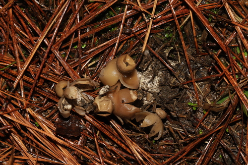 Geastrum (Photo 5 of 5)
