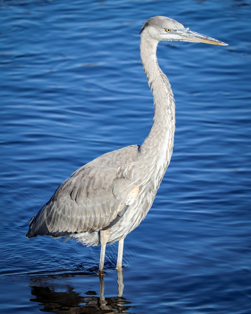 Great Blue Heron from Alachua County, US-FL, US on January 29, 2024 at ...