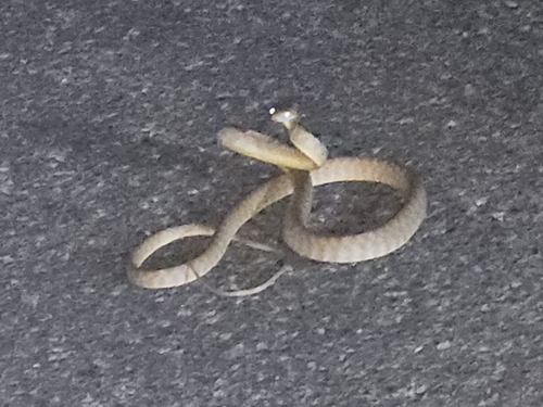 Brown Tree Snake sighting