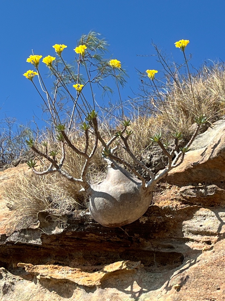 Variety Pachypodium rosulatum gracilius · iNaturalist