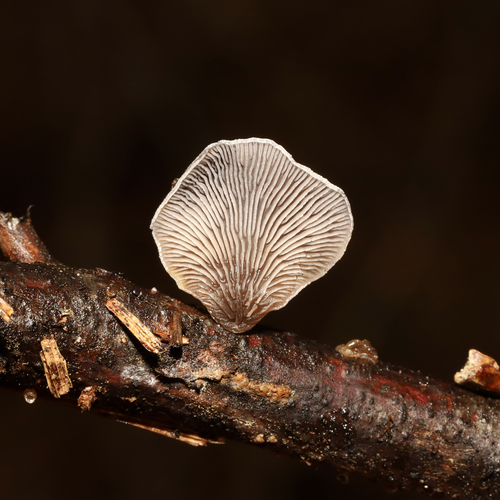 Resupinatus trichotis