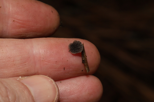 Resupinatus trichotis (Photo 10 of 10)