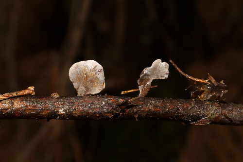 Resupinatus trichotis (Photo 9 of 10)