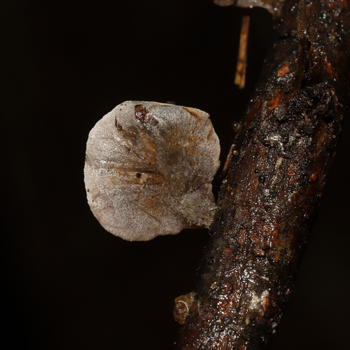Resupinatus trichotis (Photo 6 of 10)