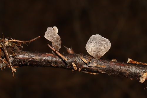 Resupinatus trichotis (Photo 3 of 10)