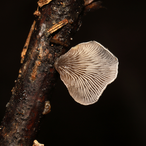 Resupinatus trichotis (Photo 7 of 10)