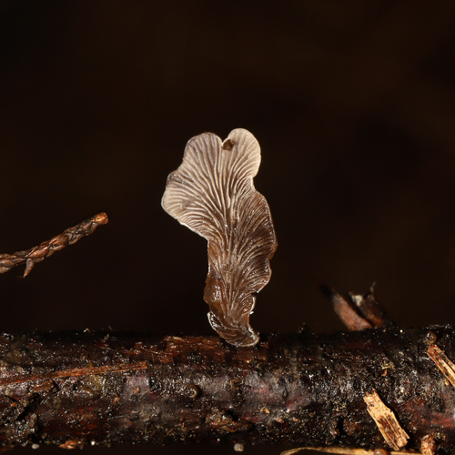 Resupinatus trichotis (Photo 2 of 10)