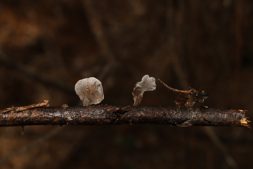 Resupinatus trichotis (Photo 8 of 10)