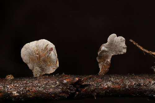 Resupinatus trichotis (Photo 5 of 10)