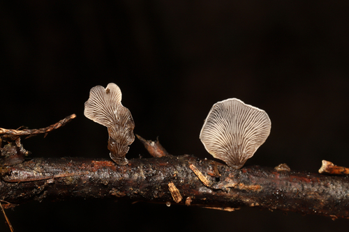 Resupinatus trichotis (Photo 4 of 10)